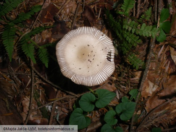 Amanita battarrae