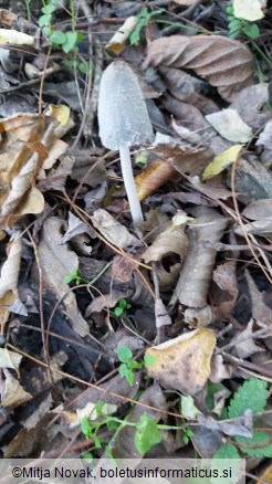 Coprinopsis lagopus