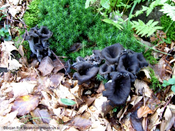 Craterellus cornucopioides