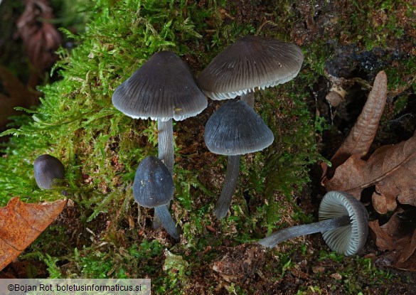 Mycena polygramma