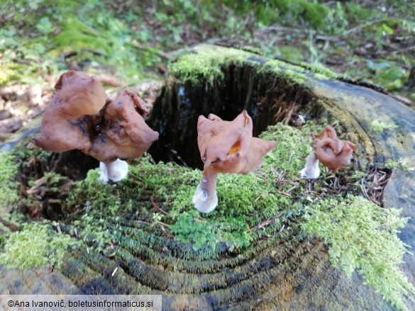 Gyromitra infula