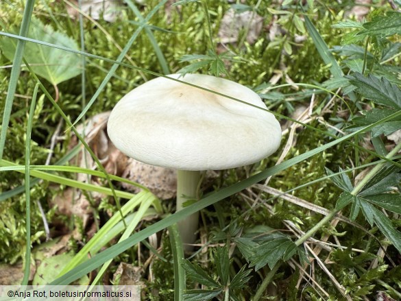 Melanoleuca strictipes