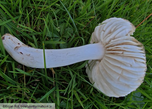 Pseudoporpoloma pes-caprae