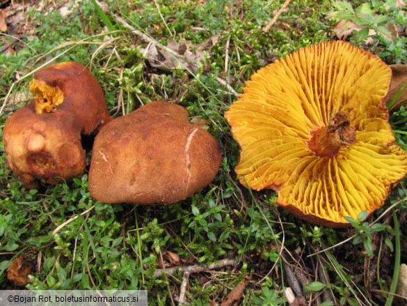 Phylloporus rhodoxanthus