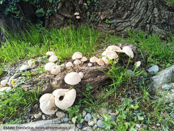 Cyclocybe cylindracea