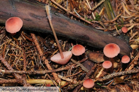Mycena rosella