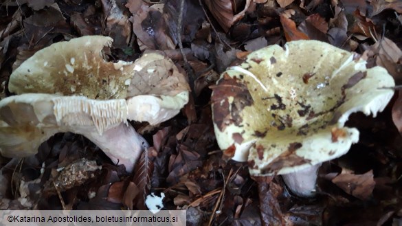 Russula olivacea