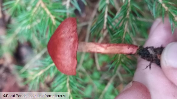 Cortinarius sanguineus