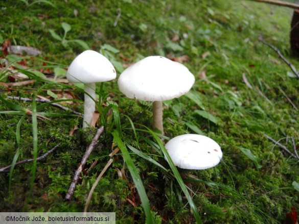 Amanita virosa