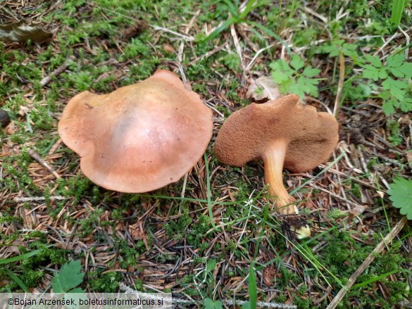 Chalciporus piperatus