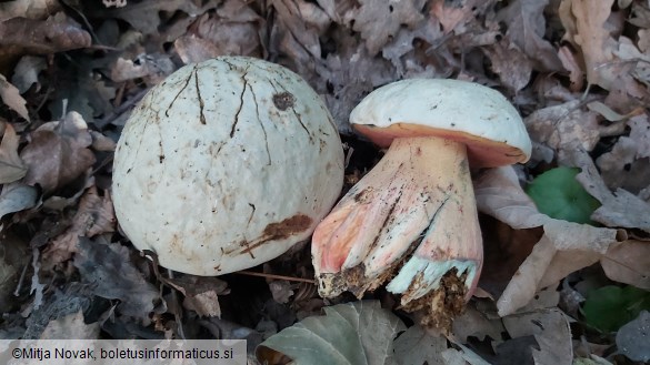 Rubroboletus satanas