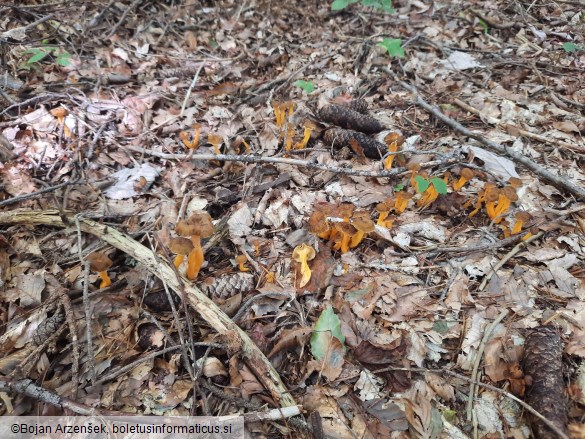 Craterellus lutescens
