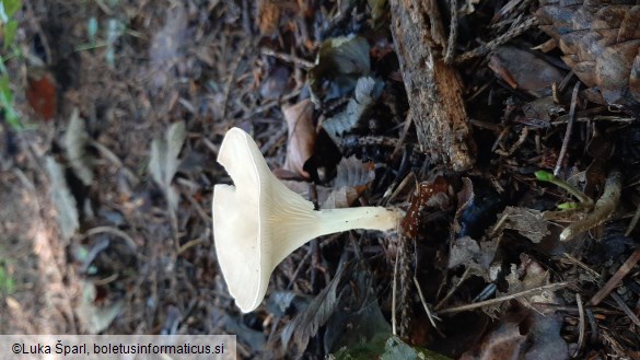 Clitocybe gibba