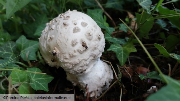 Amanita strobiliformis