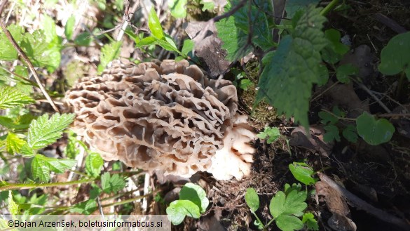 Morchella vulgaris