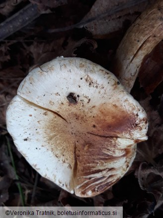 Armillaria ostoyae