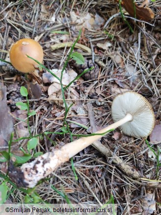 Amanita fulva