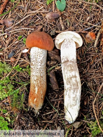 Leccinum aurantiacum