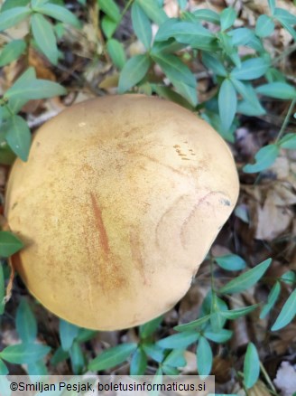 Boletus mendax