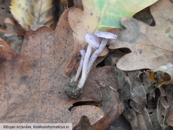 Inocybe geophylla var. lilacina
