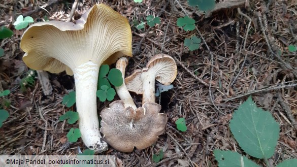 Cantharellus amethysteus