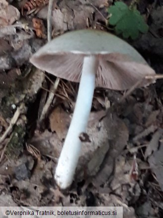 Psathyrella candolleana