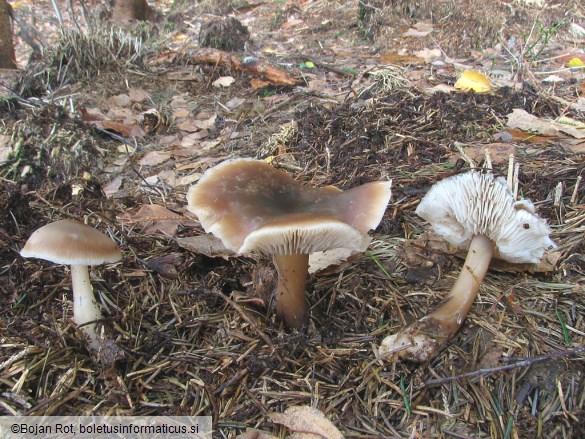 Collybia butyracea f. butyracea