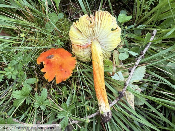 Hygrocybe intermedia