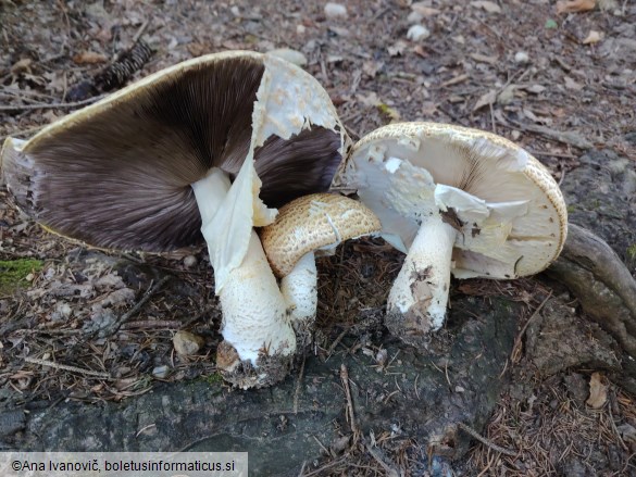 Agaricus augustus