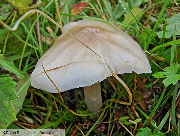 Cuphophyllus fornicatus