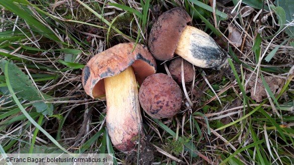 Suillellus queletii