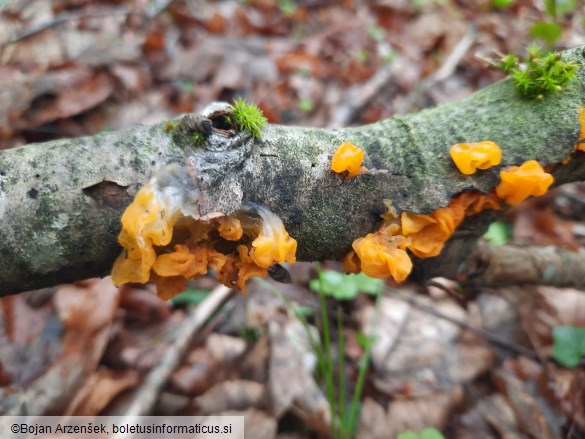 Tremella mesenterica