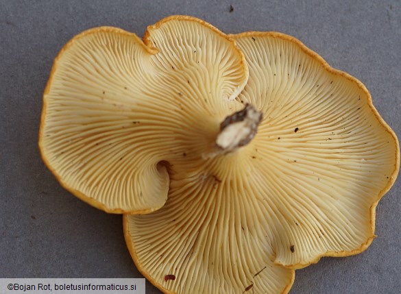 Neofavolus suavissimus