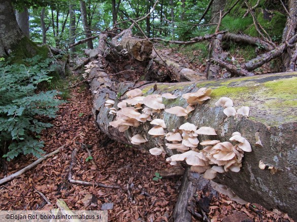 Pleurotus pulmonarius