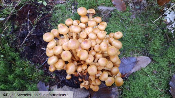 Hypholoma capnoides