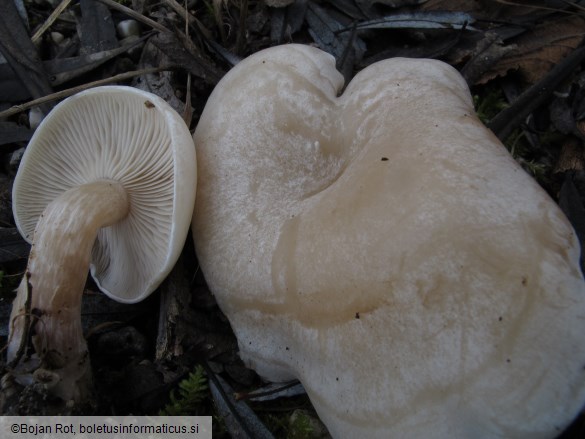Clitocybe rivulosa