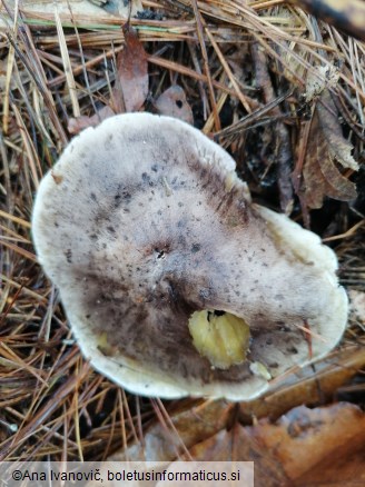 Tricholoma portentosum