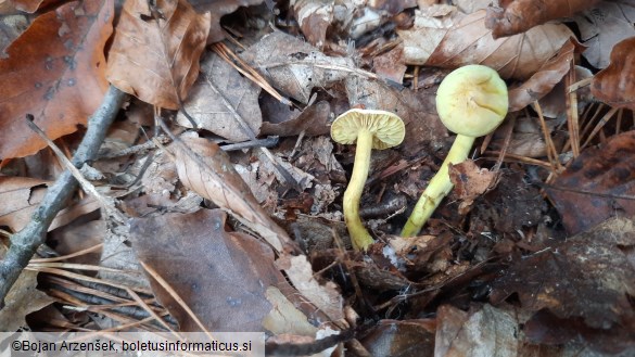 Tricholoma sulphureum