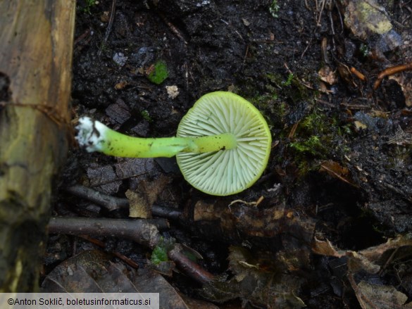 Entoloma incanum