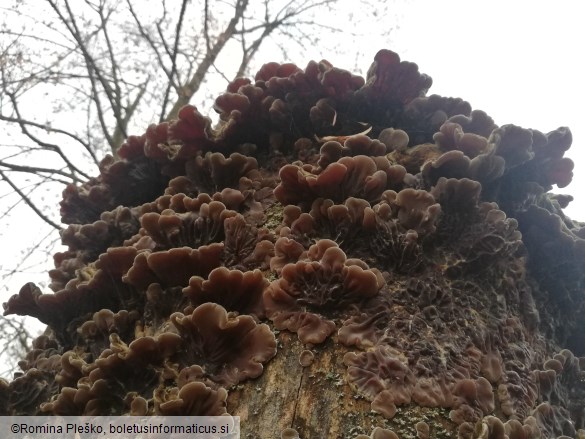 Auricularia mesenterica