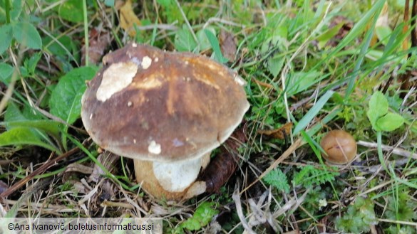 Boletus aereus