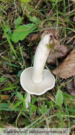 Clitocybe phyllophila