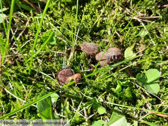 Auriscalpium vulgare