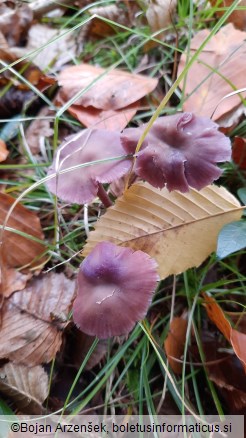 Laccaria amethystina