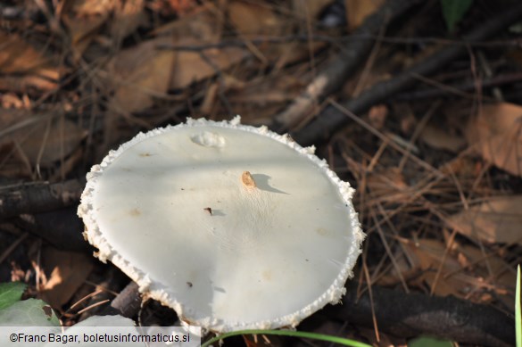 Amanita ovoidea