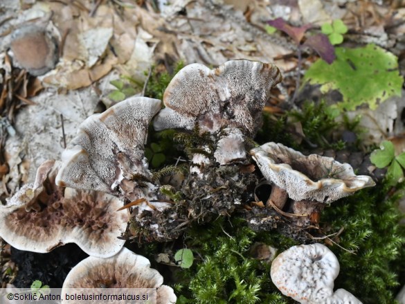 Hydnellum peckii