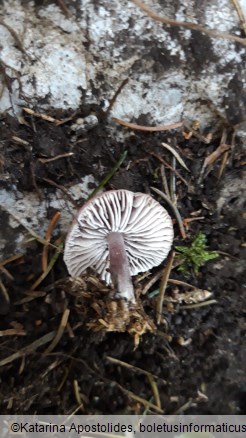 Mycena pura