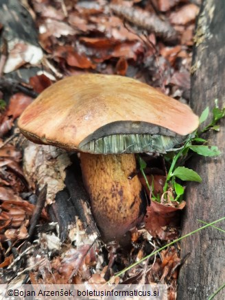 Suillellus luridus