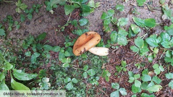 Lactarius zonarioides