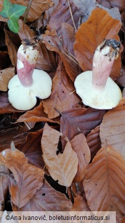 Russula violeipes